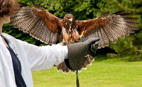 The Hawk Walk at Ireland’s School of Falconry